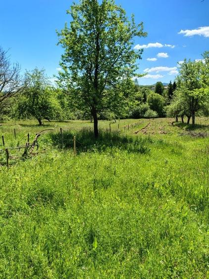 Casa si terenul aferent de 2 ha intravilan - 11
