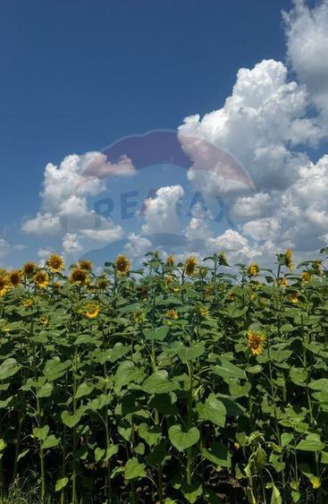 Teren de 6000 mp, în Costâna