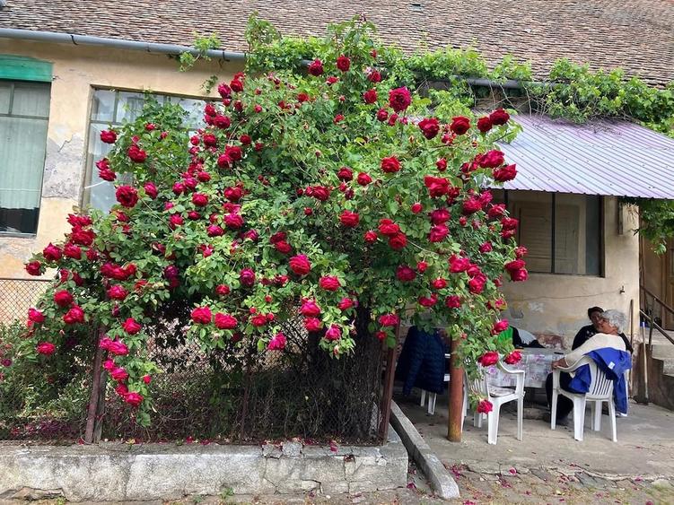Casă cu 4 camere cu Teren 1700 Mp în Teremia Mare
