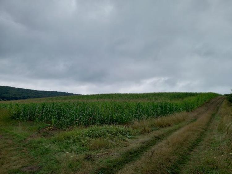 Teren agricol extravilan de 5800 mp, în Moișa