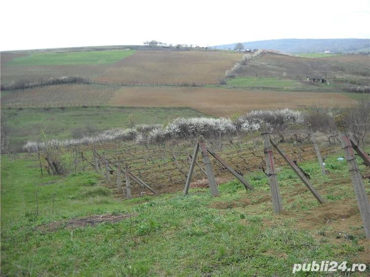 Teren de 6000 mp, în Frumoasa