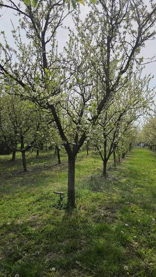 Teren de 1400 mp, în Cermei