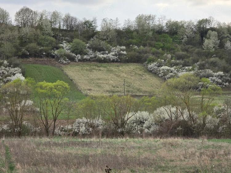 Teren de 5011 mp, în Hidiș