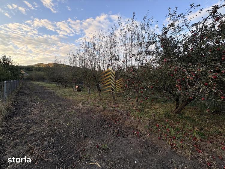 TEREN INTRAVILAN | VIISOARA - 3