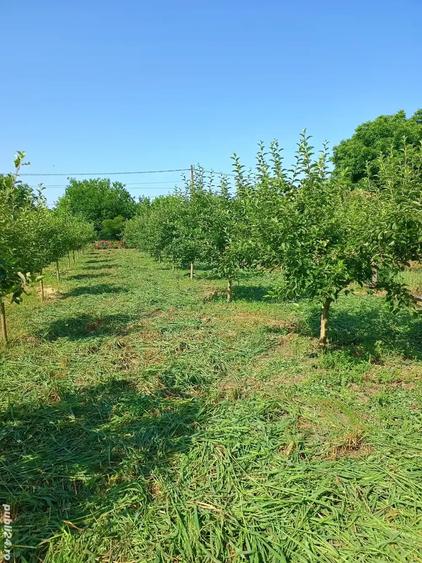 Teren de 2500 mp, în Vieru