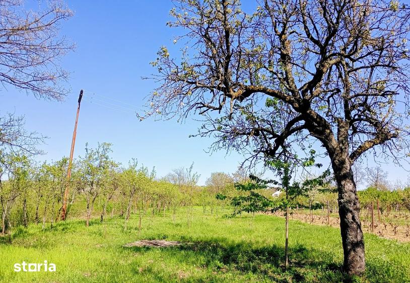 Teren de 3715 mp, în Boldești