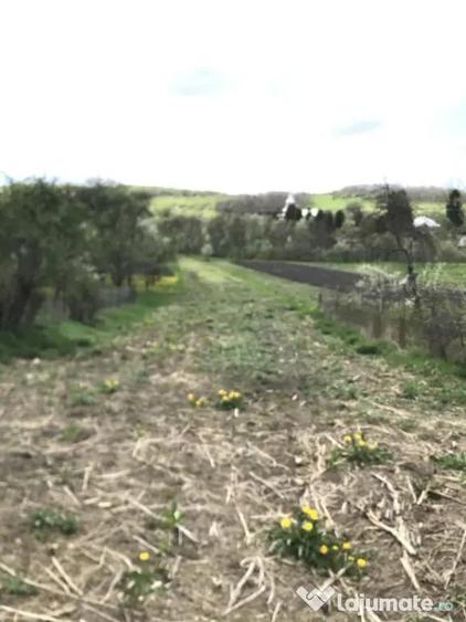 Teren intravilan 1.900 mp Macica?u, Chinteni - Macicasu (Cluj) - 1