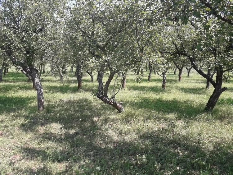 Teren Construcții extravilan de 8500 mp, în Calea Moldovei