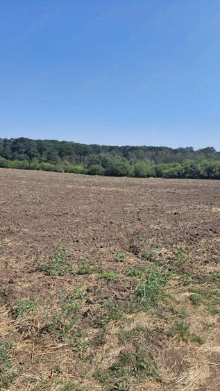 Teren de 5000 mp, în Bujoreni