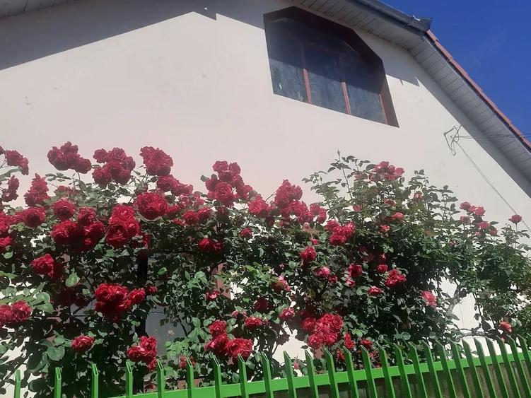 Casă cu 3 camere cu Teren 917 Mp în Iohanisfeld