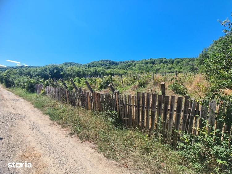 Teren de 1650 mp, în Cașin