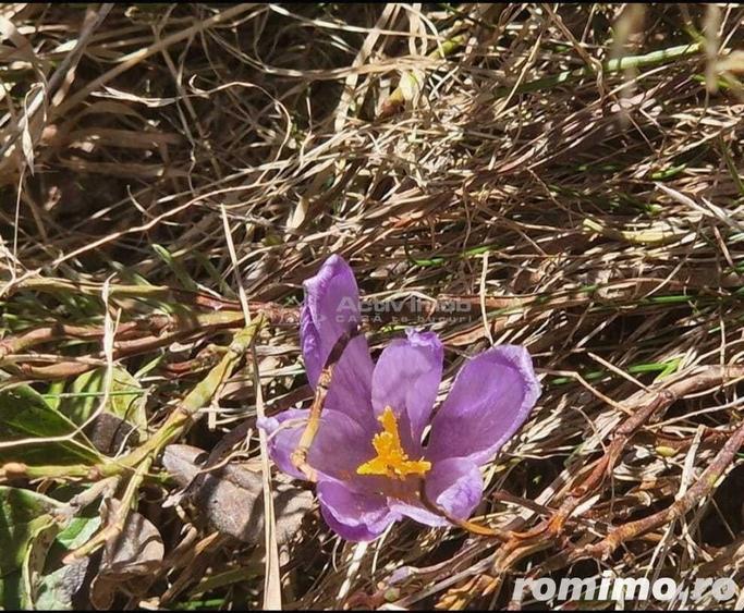 Casă cu 12 camere cu Teren 1000 Mp în Români