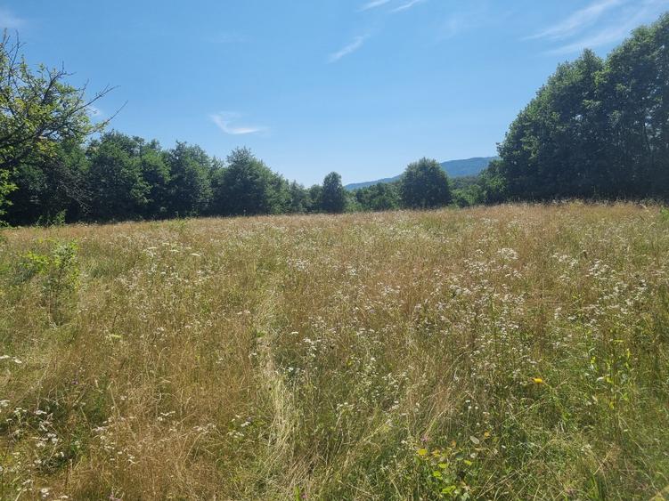 Teren agricol extravilan de 3250 mp, în Dejani