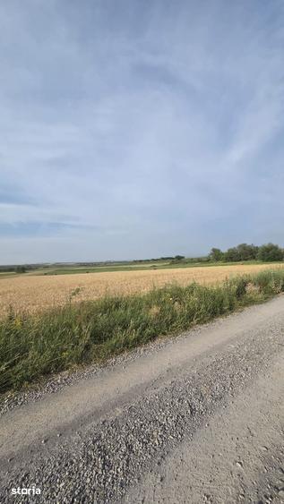 Teren de 3632 mp, în Viile Satu Mare