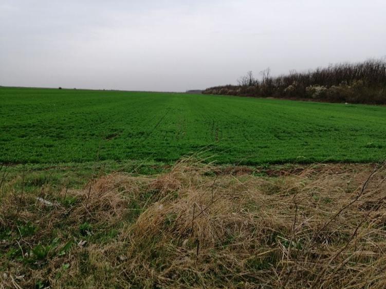 Teren extravilan localitatea Afumati - 5