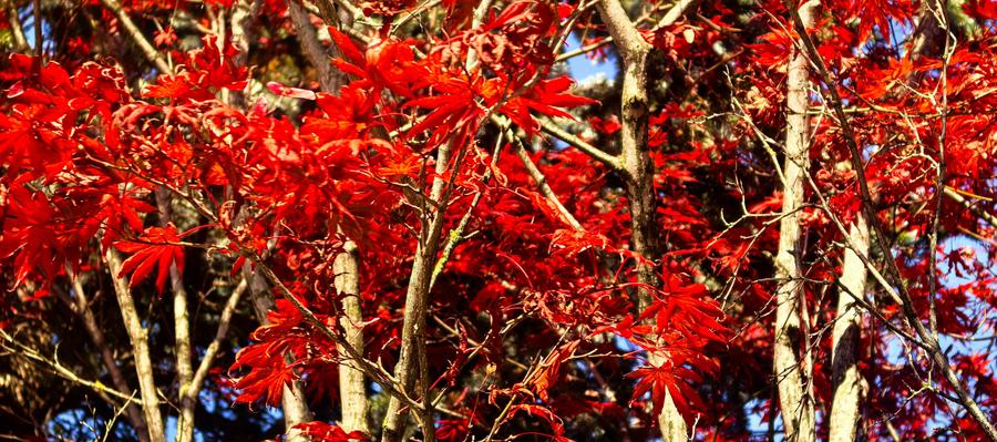 Proprietate Breaza Vila 1000mp , casa administrator , teren generos 3600mp - 5