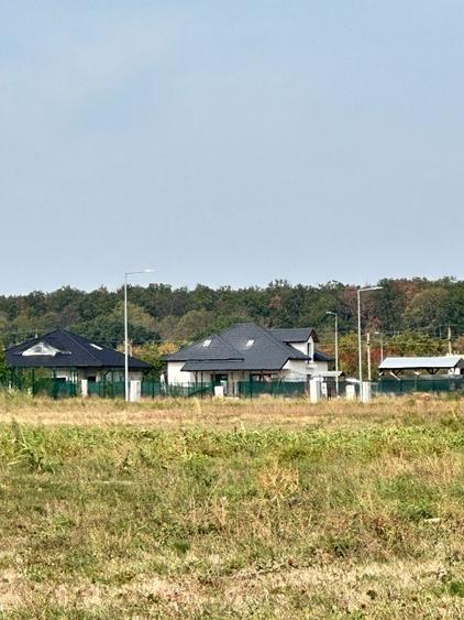 Oportunitate Eden Forest - 5