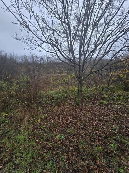 Teren intravilan Tomesti - 3