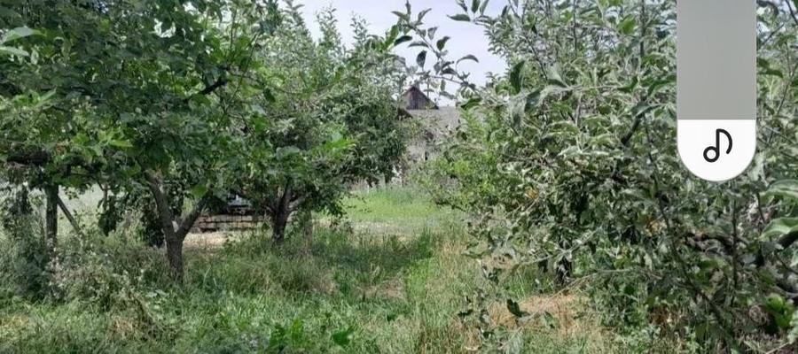 Vand teren constructii+livada in Filioara jud NT 13Eur/mp - 5