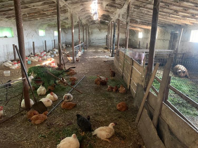 Fermă de vânzare - DN3 - 84m deschidere - 13