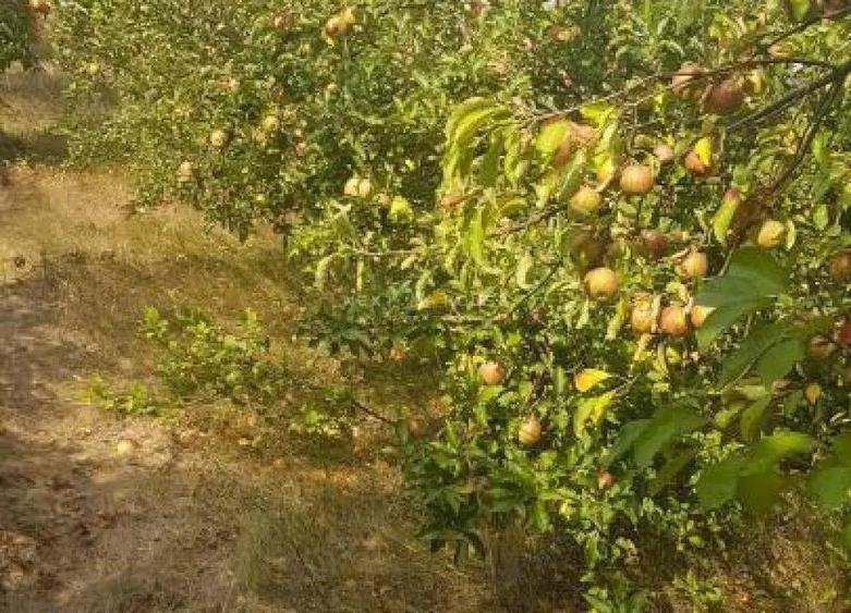 Teren la 35 km de Bucuresti - Izvorani - Ciolpani - 16