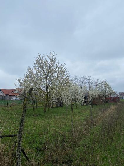 Vanzare teren intravilan Lazuri - 4