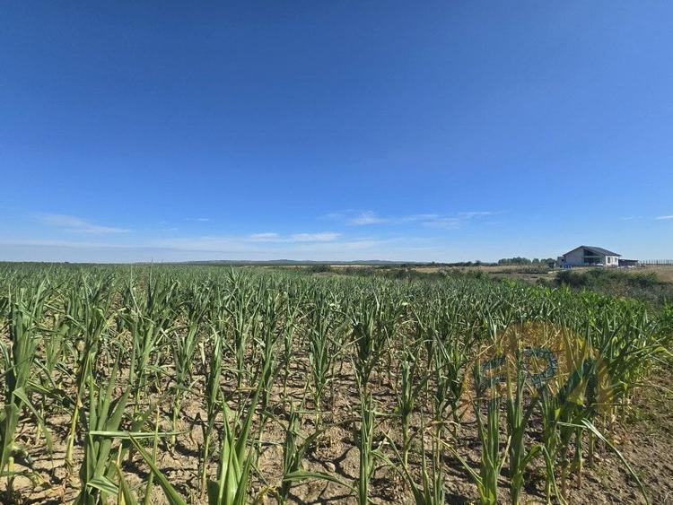 Oportunitate - Teren intravilan – 5972 mp – Rontau, Baile 1 Mai - 3