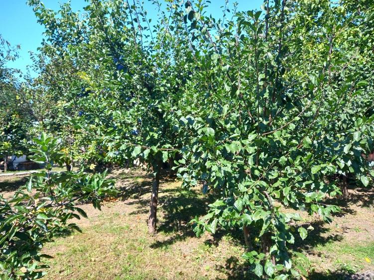 Casă individuală cu 4 camere cu Teren 3590 Mp în Colceag