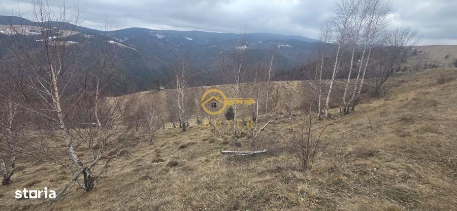 Teren investitie Paltinis - 6