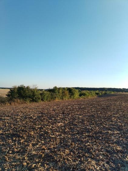 Ciolpani, spre Izvorani - COR, vanzare teren 5000mp. - 14