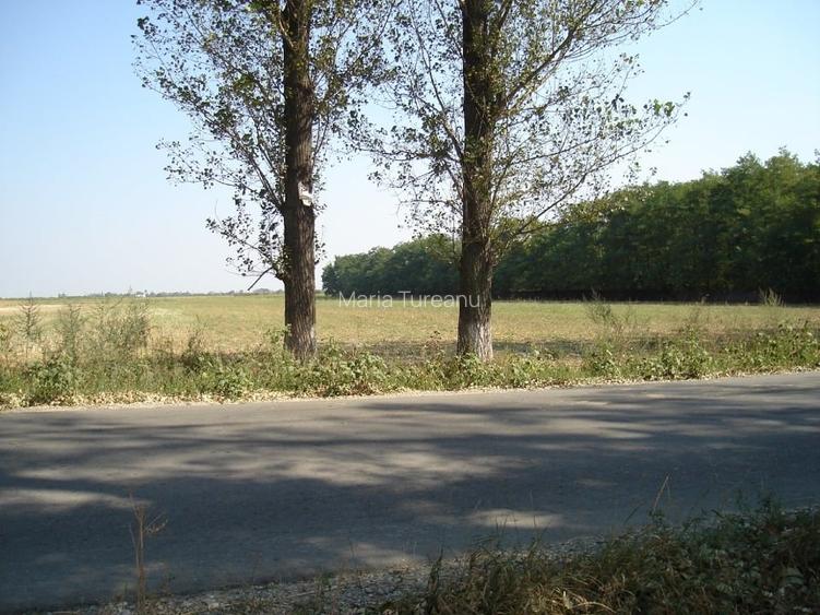 Teren Extravilan langa padure, Gruiu, Snagov