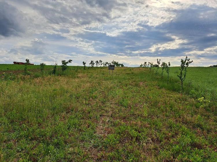 Teren de 2900 mp, în Ion Creangă