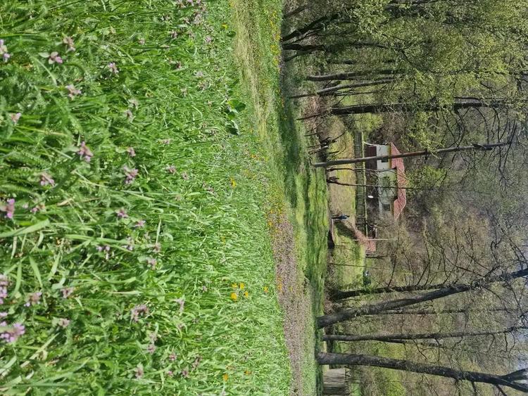 Vand casa in zona de munte, com. Podeni, jud. Mehedin?i. - 7