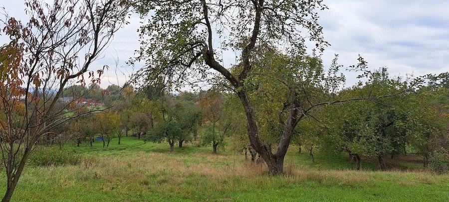 Vand teren + casa batraneasca + ?ura + anexe in Ocoli?, jud. Maramure? - 1