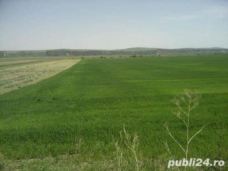 Vand teren 15000 mp intre com.Dobreni si Bodesti (parcare)soseaua Piatra Neamt-Targu Neamt - 2