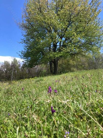 Teren Zona Turistica Transalpina - Pestera Muierilor 9.746 mp - 3