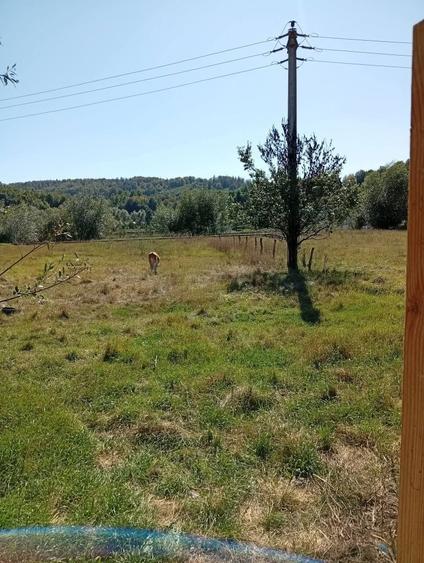 Vand casa + teren 5500mp Cacica, Langa Suceava - 7