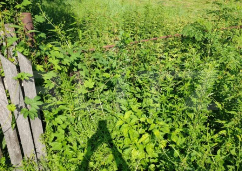 Teren intravilan, 1049 mp Cobia, sat Mislea ie?ire - 4