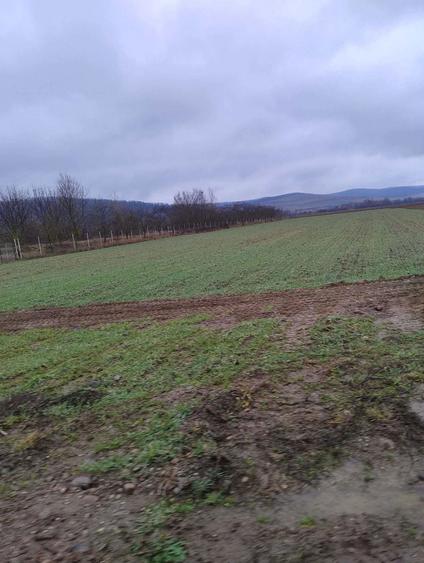 Teren intravilan Alparea - 2