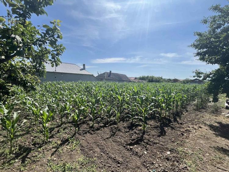 Vând teren intravilan în comuna Lunca Banului   - 3