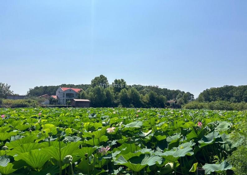 Teren de Vis pe malul lacului Snagov / 4000 mp in inima Natu Teren de Vis pe malul lacului Snagov / 4000 mp in inima Natu