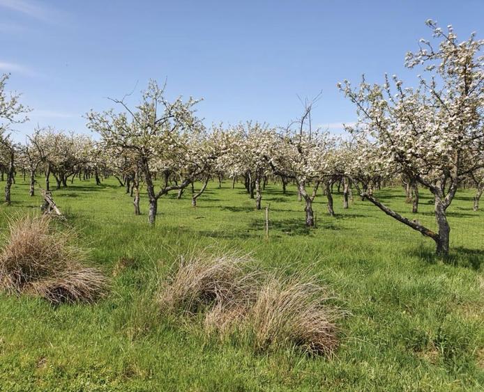 Vand societate/firma cu active de 13,16 HA teren livada Voivodeni Arad - 2