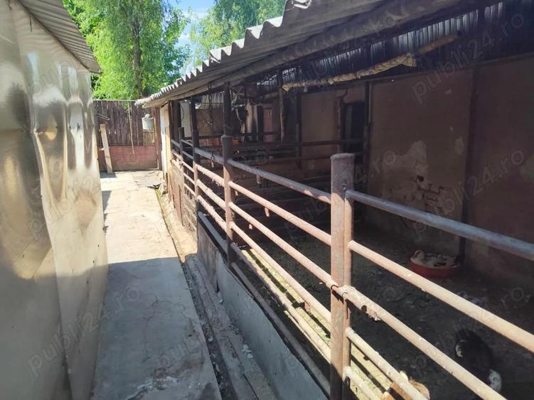 Casa + Curte + Teren arabil generos, Nerau, Teremia Mare, 1596 mp, locuibila imediat - 3