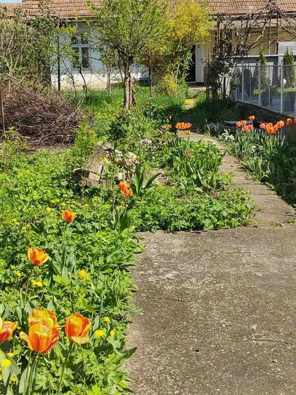 Casa cu teren 650 mp in zona ultracentrala pentru locuit sau activita?i comerciale - 1