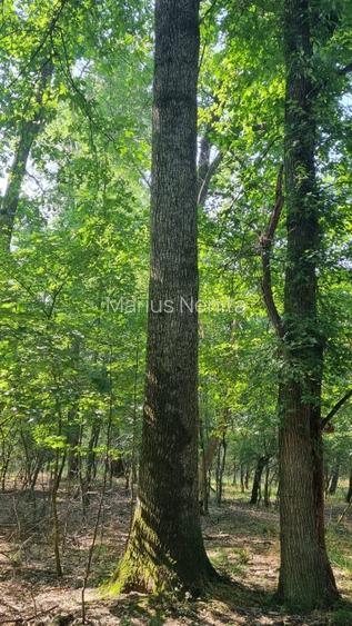 Vnd teren forestier - padure 300 ha Vnd teren forestier - padure 300 ha