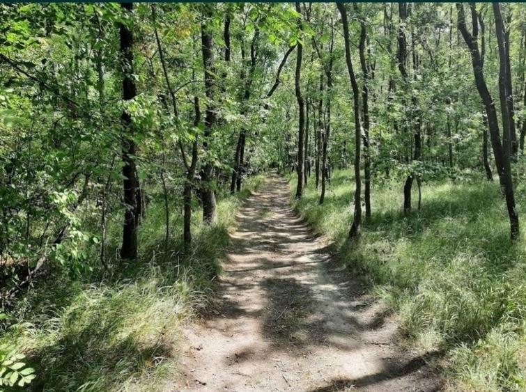 PF.. vand 5000mp padure la Spătaru (Costești Buzău)  - 1