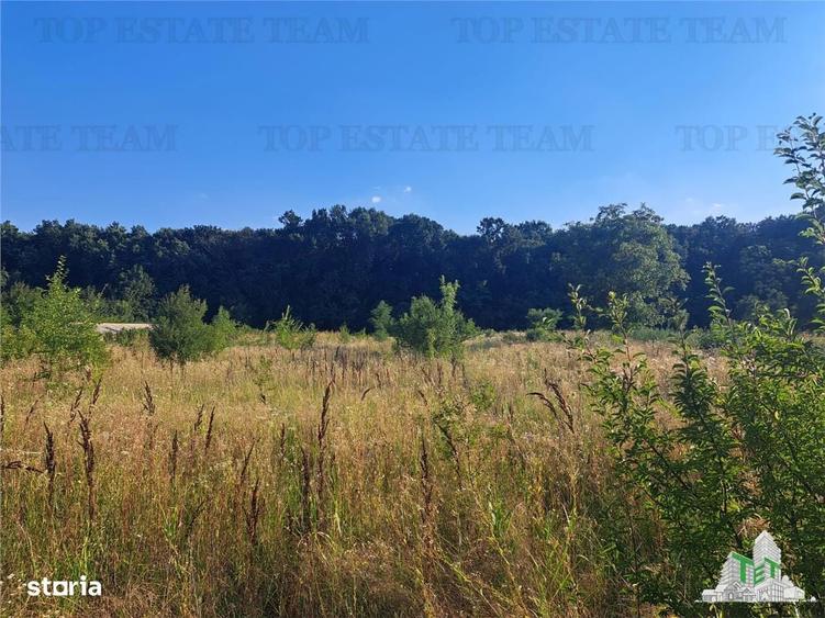 Casa cu teren 3579mp in com. Cascioarele, Jud. Giurgiu - 4