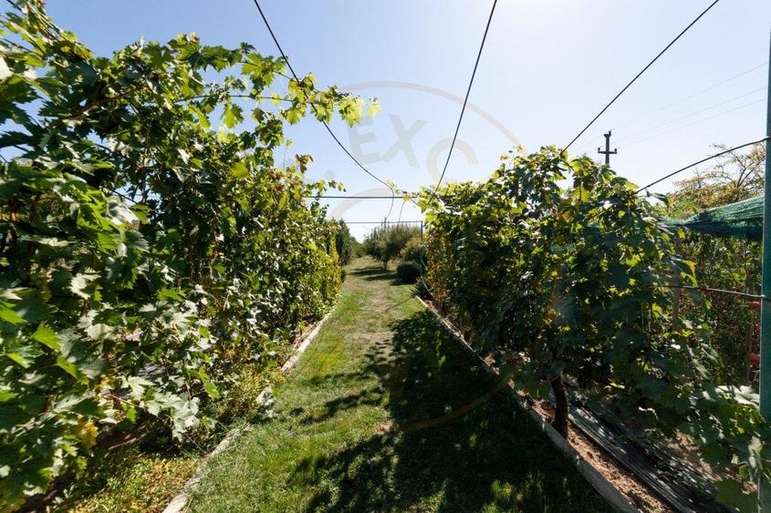 Casa visurilor cu livada roditoare si gradina amenajata Darmanesti-Arges - 4