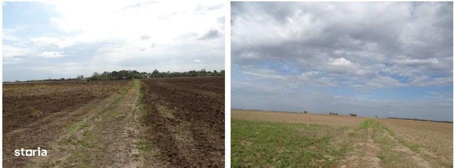 Teren extravilan Scurtu Mare, ID: R2928611 - 8