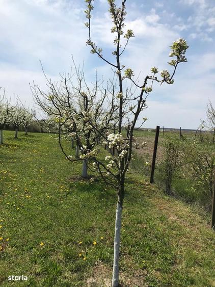 Teren 3000 mp cu pomi fructiferi - 2